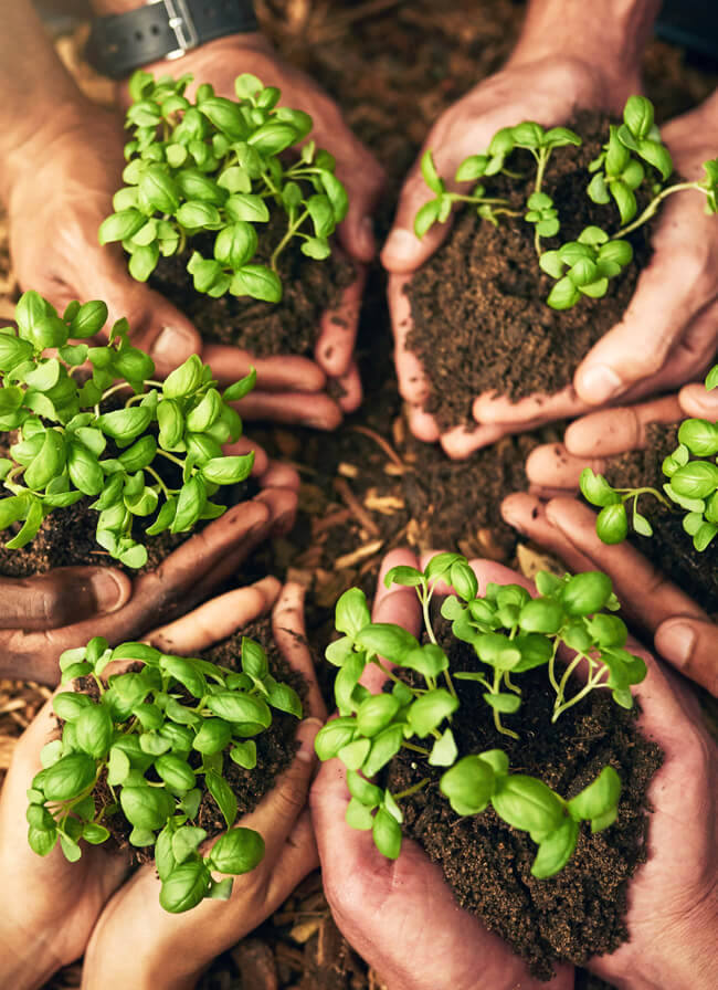 Plant saplings on human hands. 